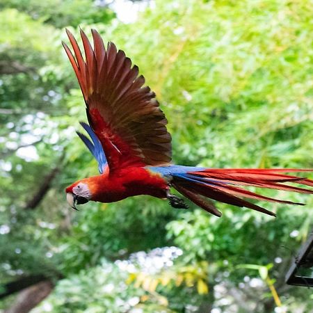 Jungle Lodge At Wild Sun Rescue Center Cabuya (Puntarenas) Exterior foto