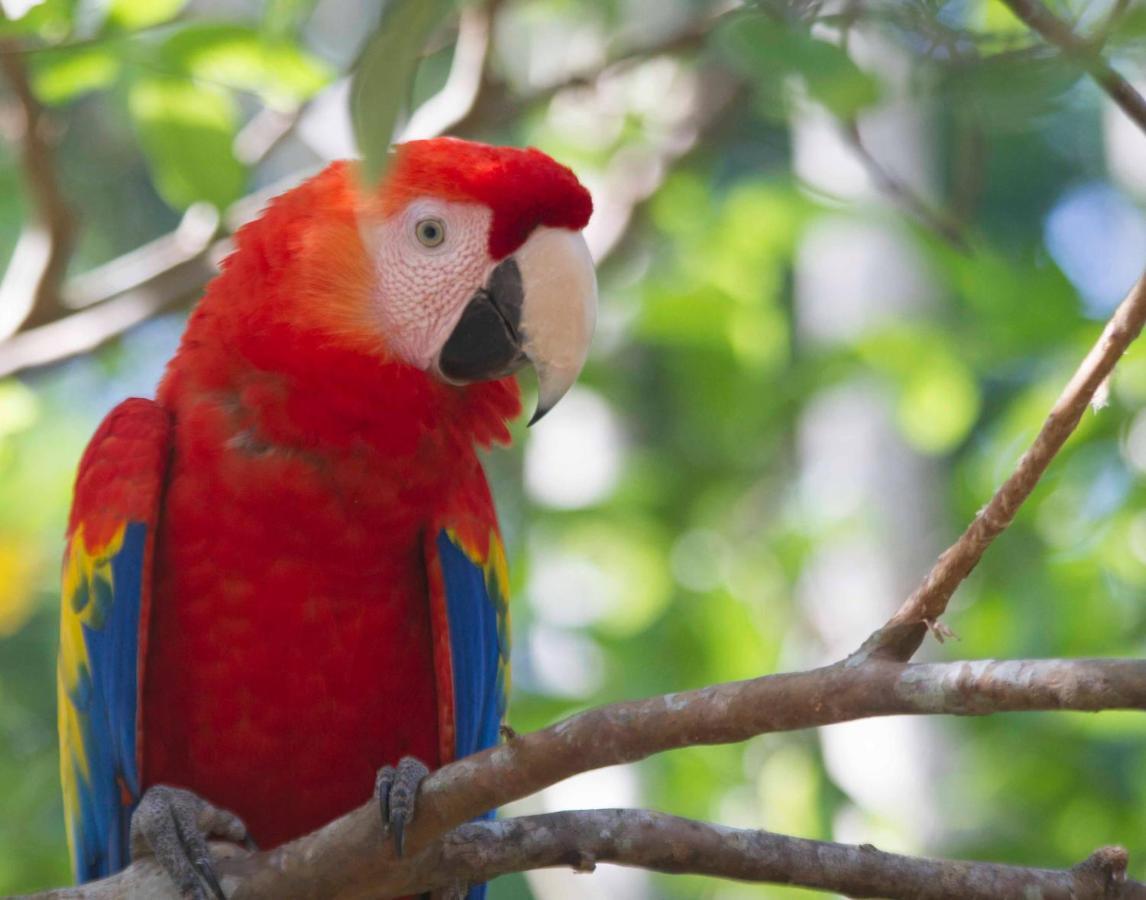 Jungle Lodge At Wild Sun Rescue Center Cabuya (Puntarenas) Exterior foto
