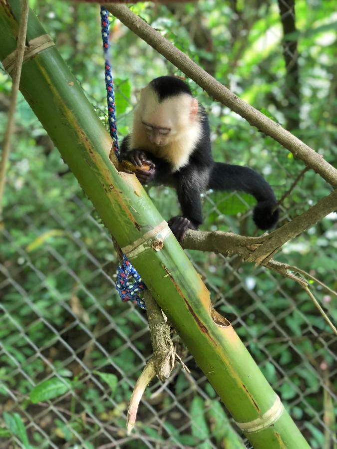 Jungle Lodge At Wild Sun Rescue Center Cabuya (Puntarenas) Exterior foto