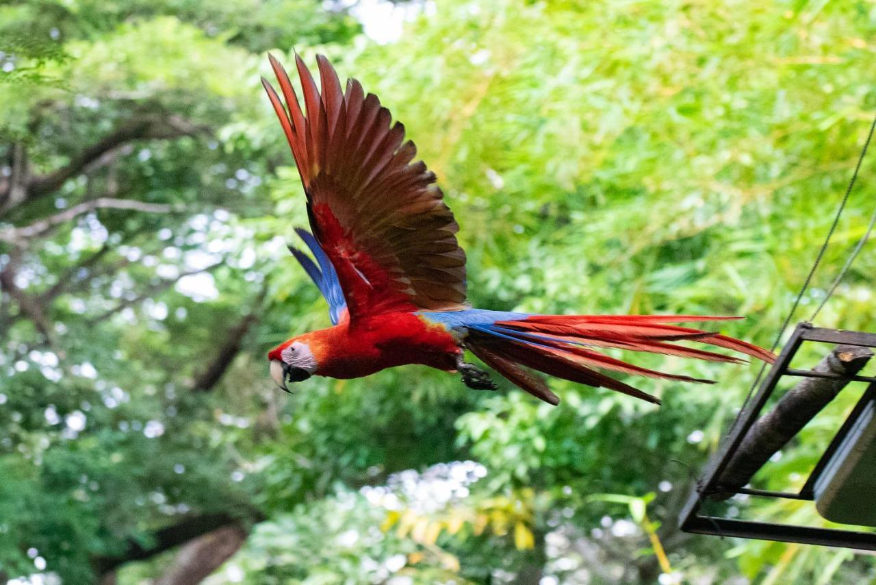 Jungle Lodge At Wild Sun Rescue Center Cabuya (Puntarenas) Exterior foto